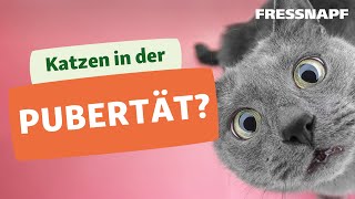 Pubertät bei Katzen: Das musst du wissen!