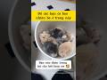 Đố các bạn có bao nhiêu bé trong này, bạn nào đoán đúng có thưởng nha 🤩🥰 #hamster #viralvideo #pets