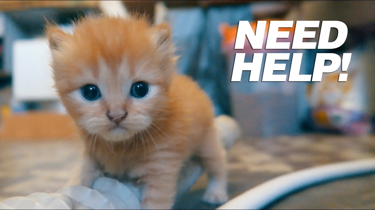 Missing Kitten! - YouTube