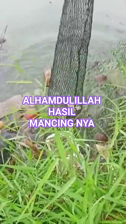 Fishing in cloudy weather, thankful that there is still love from Mba Nila #shorts #fishing