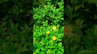 Love on greenery || Flowers || our society garden || Chandoo Talks #greenery #flowers #teluguvlogs