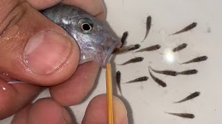 Blue Princess Cichlids Giving Birth Stunning Aquarium Moment You Wont