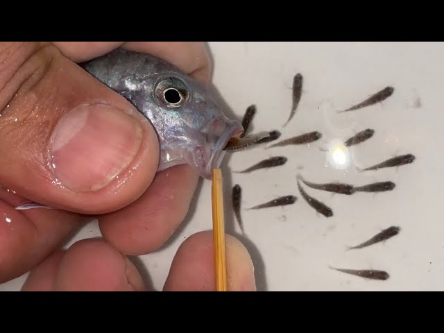 Latest Title & Thumbnail