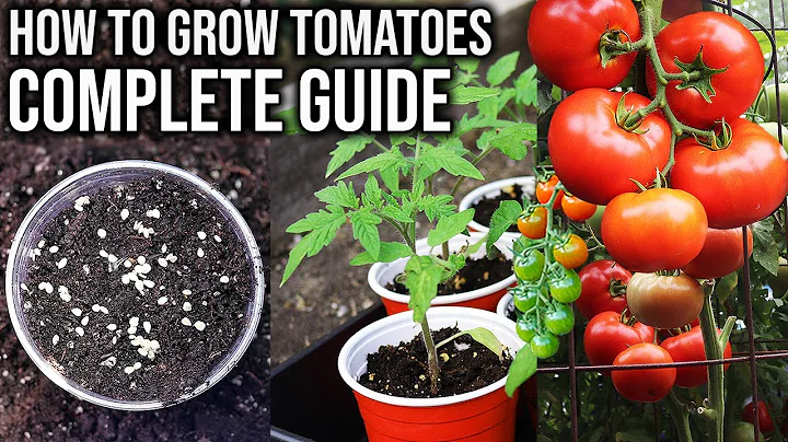 How to Grow Tomatoes from Seed to Harvest | COMPLETE GUIDE