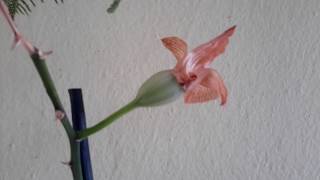 Orki̇de Dendrobi̇um Tohum Üreti̇mi̇ How To Pollinate Orchids? 3