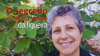 Poda Verde Da Figueira Como Fazer E Garantir Frutos Maiores E Mais Doces Figueira Saudável