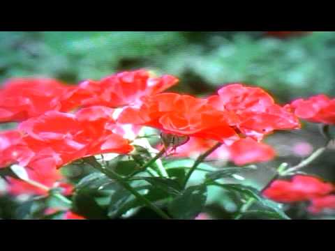 浪花節だよ人生は나니와부시다요진세이와(日本演歌) - 細川たかし /전광용Alto Saxophone색소폰연주동영상 - YouTube