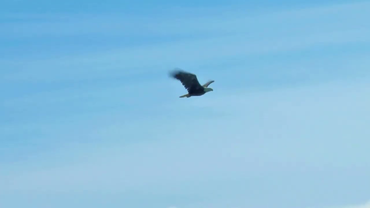 DIELLI x HANA - SHQIPTARIA