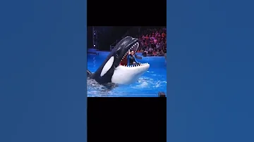 Jessica Orca Attacked Dolphin Incident Ytshort Accident Trending Orcas Jessica Dolphin 