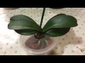 Один из способов реанимации орхидеи( плохие корни, над субстратом)