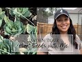 Winter garden tour  sowing spring seeds  spring garden prep 2023 zone 8a