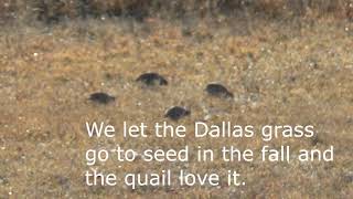 Gobblers Knob - Quail November, 2020