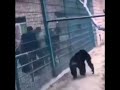 chimpanzee attack violent