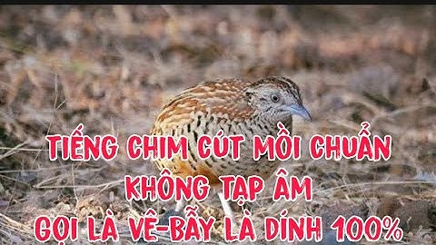 Tiếng Chim Cút Mồi Chuẩn Không Tạp Âm / Gọi là về- Bẫy là dính 100%