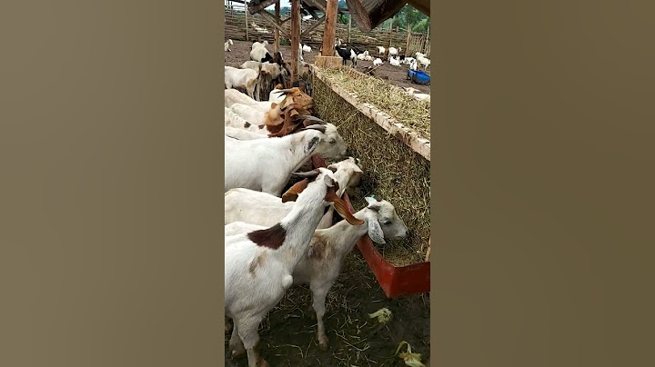 simple hay feeder on our goats farm to reduce wastage  of feeds