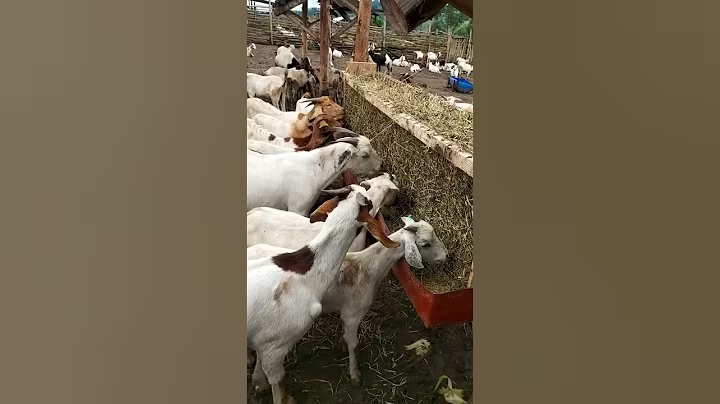 simple hay feeder on our goats farm to reduce wastage  of feeds
