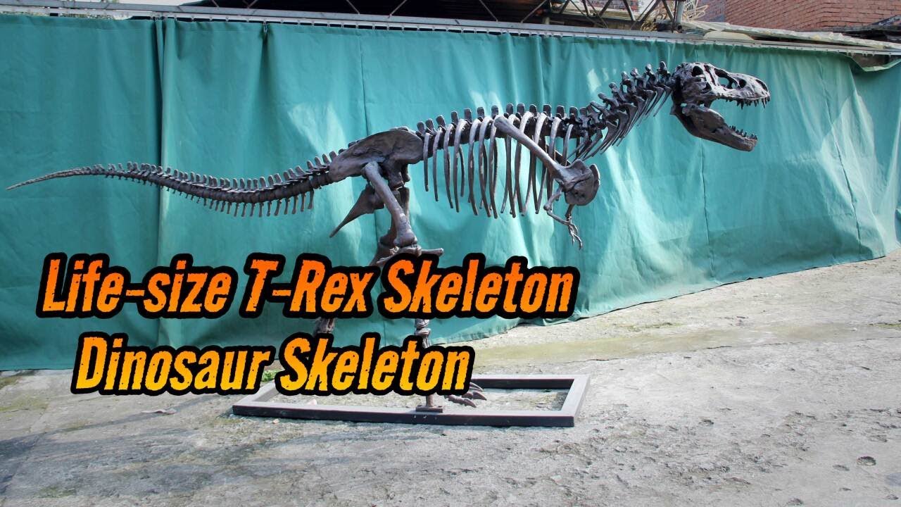 4M T-REX Skeleton | Dino Display for Museums & Collectors