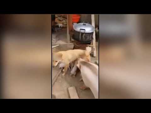 Funny Video I found in Internet # 20 | Funny Pig Breastfeeding to Doggie