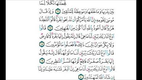 حفظ سورة البقرة من الآية 66 الى 70