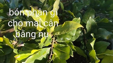 Hướng dẫn chăm sóc cây mai