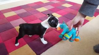 Boston Terrier Puppy  Ruby, first day home