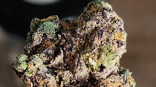 Jungle banana Indoor Exotics | AFF | Review 