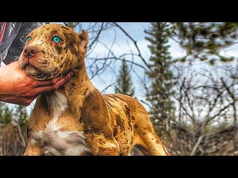 Video: ¡Captado por la camara! Perro que protege la propiedad de su propietario ataca valientemente a un intruso!