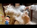 爪切りで戦闘力が上がって凶暴化する猫【ぽしゃっけ】