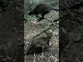 #kangaroo