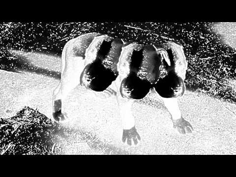 Three Headed Puppy Video