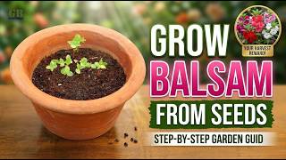 How to Grow Balsam Plant from Seeds | Full Growing Guide for Beginners