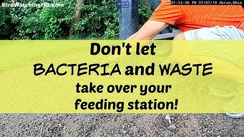 How I Clean The Mess UNDER My Bird Feeders!