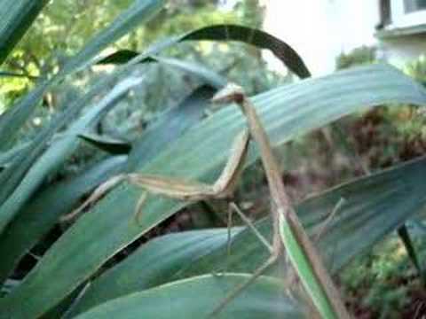 Praying Mantis Attacks!