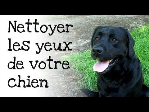 Vidéo: Comment couvrir l'odeur d'œstrus chez la chienne