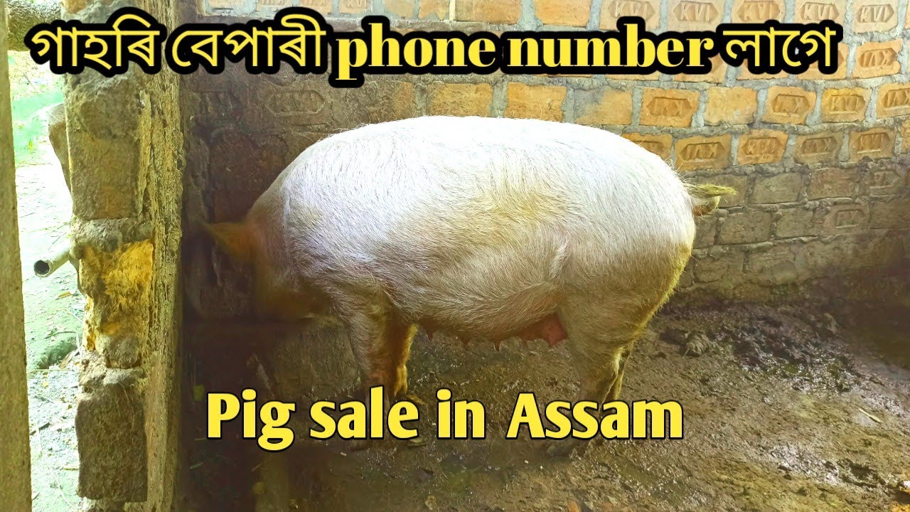gahori bepari number ? pig sale Shillong