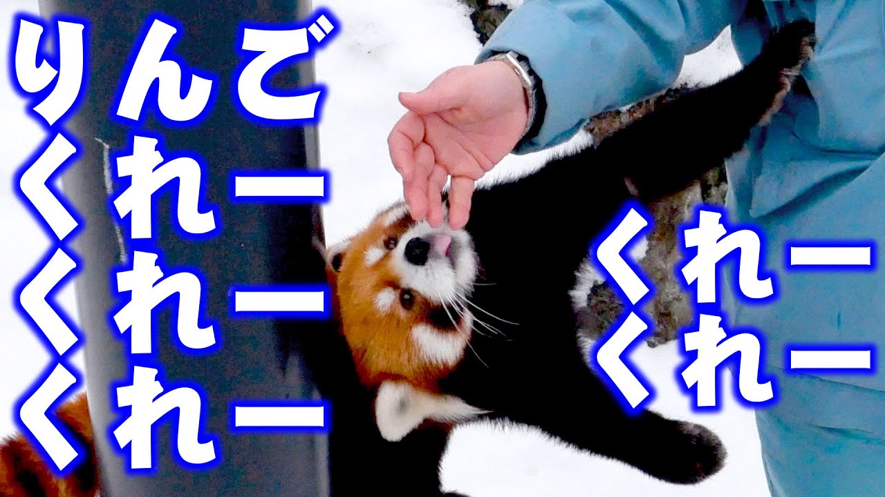 レッサーパンダ】りんごくれよっ！エイタ 2017 Red Panda EITA at