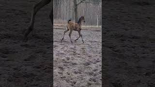 ERAGON ZALIA arabian colt by EKS Farajj @zaliastud868