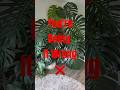 STOP Trailing Your Monstera! Do This Instead 🚫➡️🧗♂️