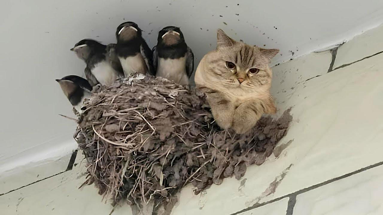 When You Live With an Extrovert Cat 😂😹 Funny Cat Behavior - YouTube