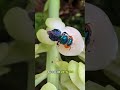 Esta abeja usa Perfume para seducir🐝🐝 #verde #abejas #orquidea