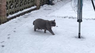 British Shorthair Harley In The Snow Dec 2021 x 2