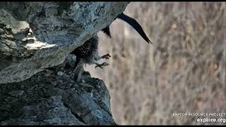 Great Spirit Bluff Falcons ( Explore.org 03.28.2024 )