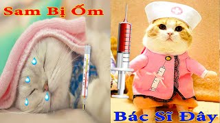Thú Cưng TV | Mèo Sam Và Miu #8 | mèo thông minh vui nhộn | Pets funny cute smart cat