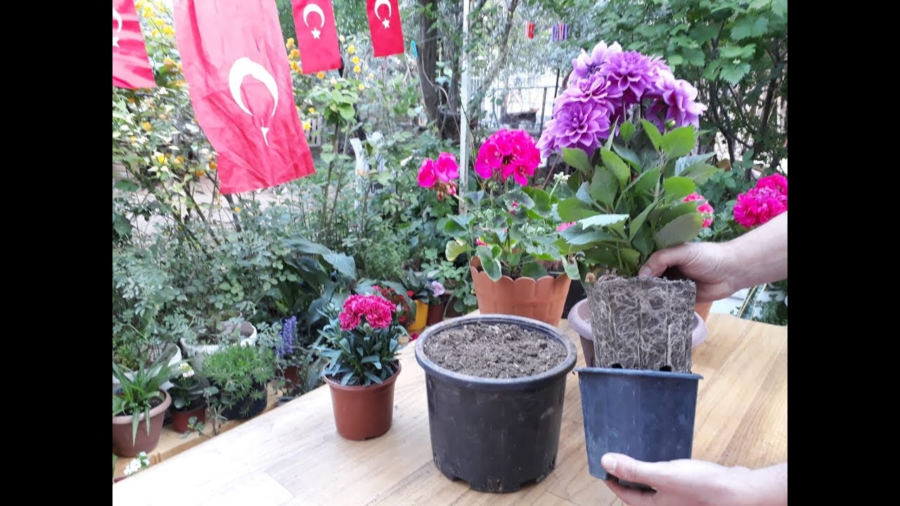 YILDIZ ÇİÇEĞİ SAKSI DEĞİŞİMİ!