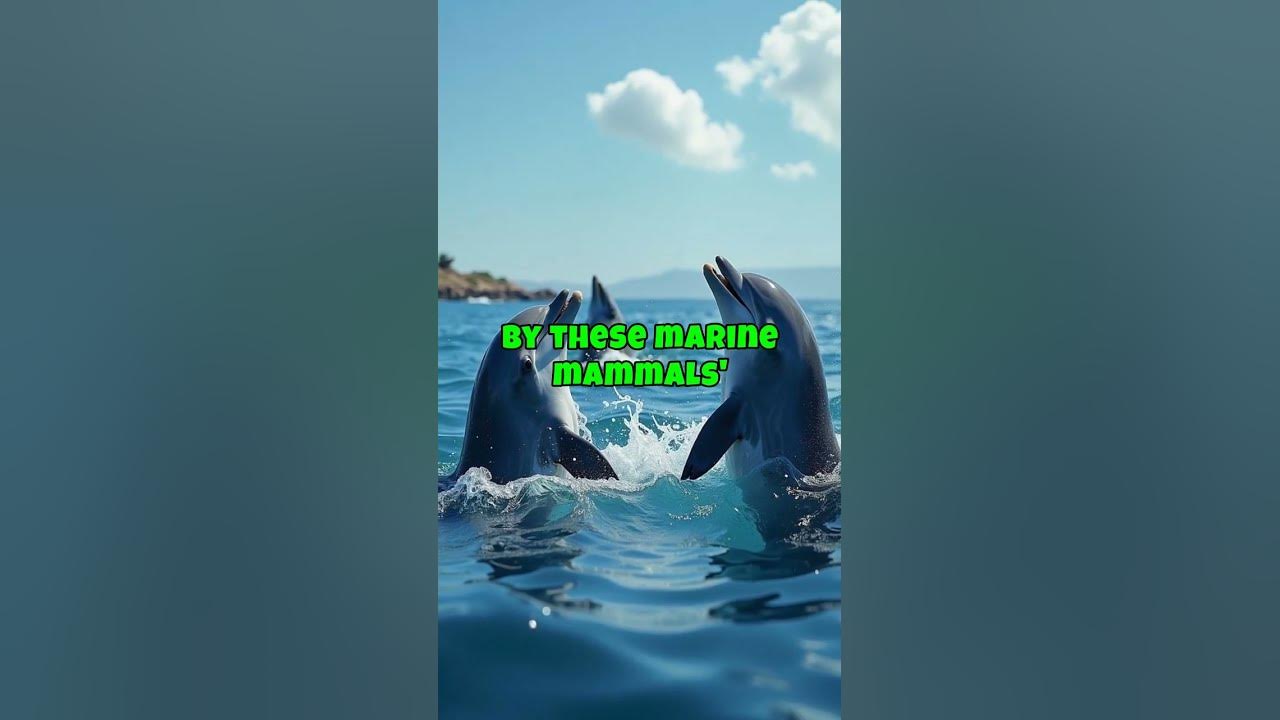 Fun Fact: Decoding Dolphin Languages with AI โ A Glimpse into Marine ...