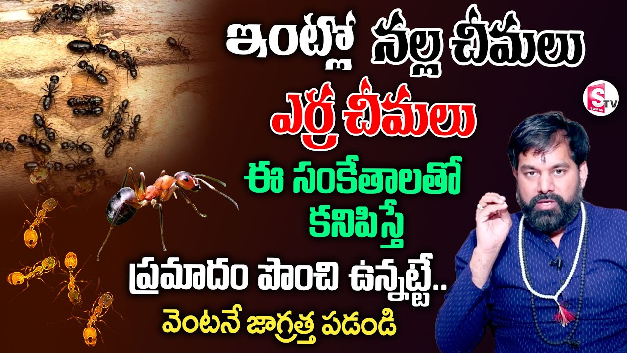 ఇంట్లో నల్ల చీమలు, ఎర్ర చీమలు వస్తే..! దేనికి సంకేతమో తెలుసా..? | Pradeep Joshi | SumanTV Prime