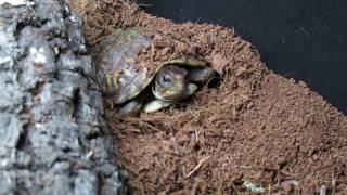 Odd Nodding Behavior In Box Turtle