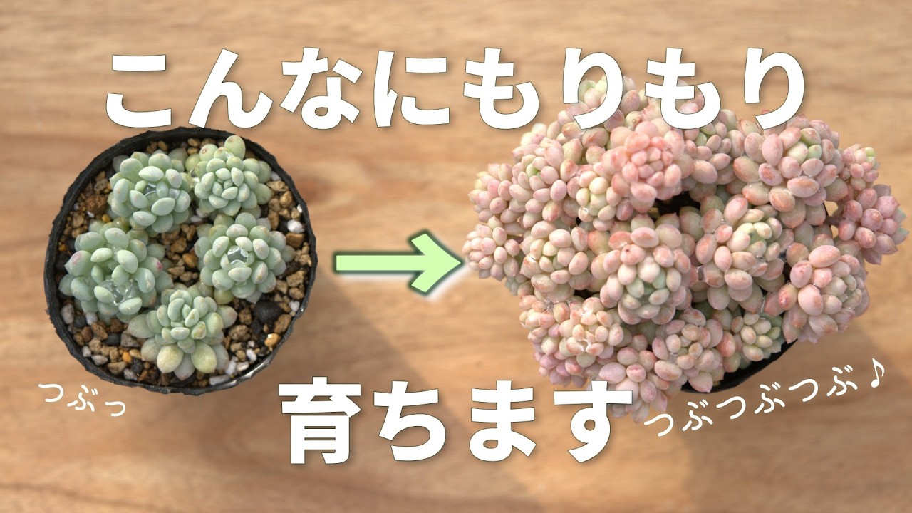 #645【春はビックチャンス】育たない方必見。コツがいろいろ。
