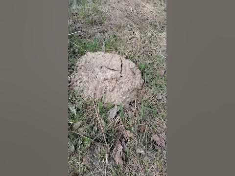 коровьи лепешки и как их применяли в быту - YouTube