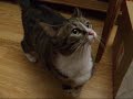 Poes houdt van trompetmuziek